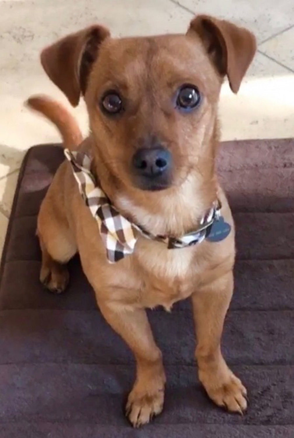 Pic of the Litter: Charlie